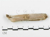 登錄號:F0005097藏品圖，第1張