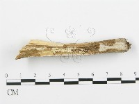 登錄號:F0005097藏品圖，第3張