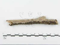 登錄號:F0005099藏品圖，第4張