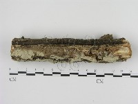 剛毛絲皮菌藏品圖，第3張