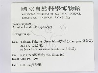 蜂窩菌屬藏品圖，第2張