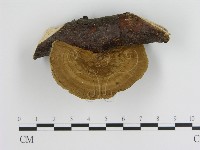 蜂窩菌屬藏品圖，第3張