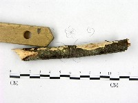登錄號:F0005103藏品圖，第1張