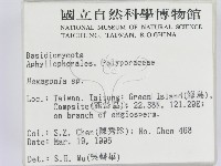 蜂窩菌屬藏品圖，第2張