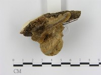 蜂窩菌屬藏品圖，第3張