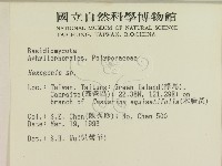 蜂窩菌屬藏品圖，第2張