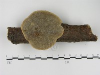 蜂窩菌屬藏品圖，第1張