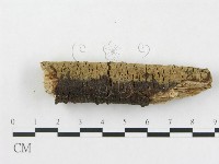 登錄號:F0005110藏品圖，第5張