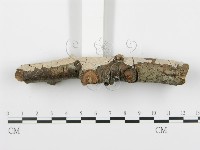 登錄號:F0005112藏品圖，第5張