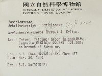 冇骨消絲齒菌藏品圖，第2張