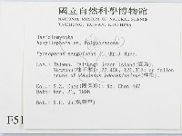 血紅密孔菌藏品圖，第2張