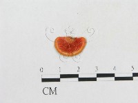 血紅密孔菌藏品圖，第1張