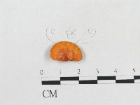 血紅密孔菌藏品圖，第3張