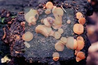 登錄號:F0005125藏品圖，第4張