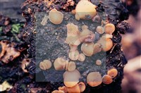 登錄號:F0005125藏品圖，第5張