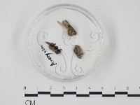 登錄號:F0005129藏品圖，第1張