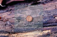 登錄號:F0005131藏品圖，第3張