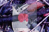 登錄號:F0005134藏品圖，第4張