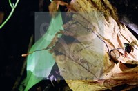 登錄號:F0005135藏品圖，第4張