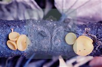 登錄號:F0005136藏品圖，第5張