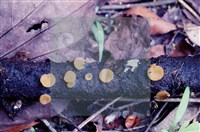 登錄號:F0005136藏品圖，第8張