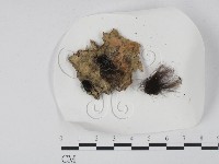 登錄號:F0005140藏品圖，第1張