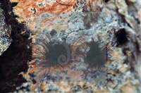 登錄號:F0005140藏品圖，第3張