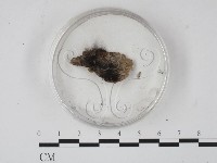 登錄號:F0005142藏品圖，第1張