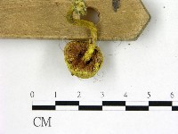 登錄號:F0005143藏品圖，第3張