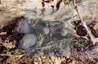 登錄號:F0005144藏品圖，第4張