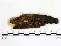 登錄號:F0005146藏品圖，第1張