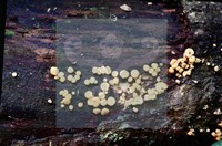 登錄號:F0005146藏品圖，第3張