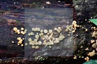 登錄號:F0005146藏品圖，第4張