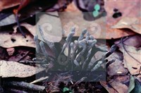 炭角菌屬藏品圖，第4張