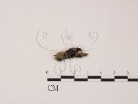 登錄號:F0005148藏品圖，第1張