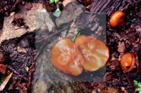 登錄號:F0005149藏品圖，第3張