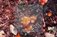 登錄號:F0005149藏品圖，第4張