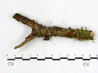 登錄號:F0005150藏品圖，第1張