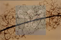 登錄號:F0005152藏品圖，第3張