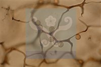 登錄號:F0005152藏品圖，第4張