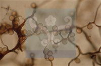 登錄號:F0005152藏品圖，第5張