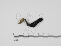 炭角菌屬藏品圖，第1張