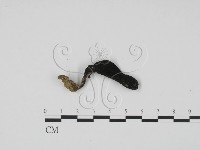 炭角菌屬藏品圖，第3張