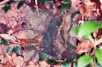 炭角菌屬藏品圖，第4張