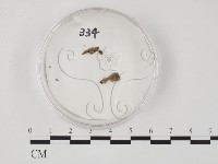 登錄號:F0005157藏品圖，第3張