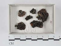 登錄號:F0005159藏品圖，第1張