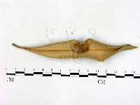 登錄號:F0005161藏品圖，第3張