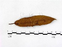 登錄號:F0005162藏品圖，第1張