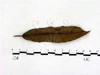 登錄號:F0005162藏品圖，第3張