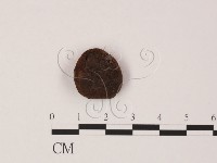 登錄號:F0005164藏品圖，第1張